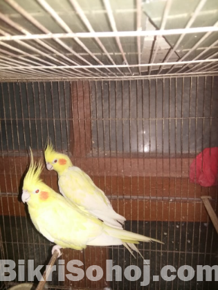 Lutino Breeding Cocktail